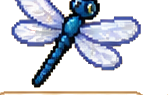 Libellule