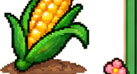 Mais