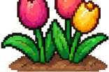Tulpe